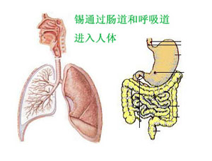 有機(jī)錫.jpg